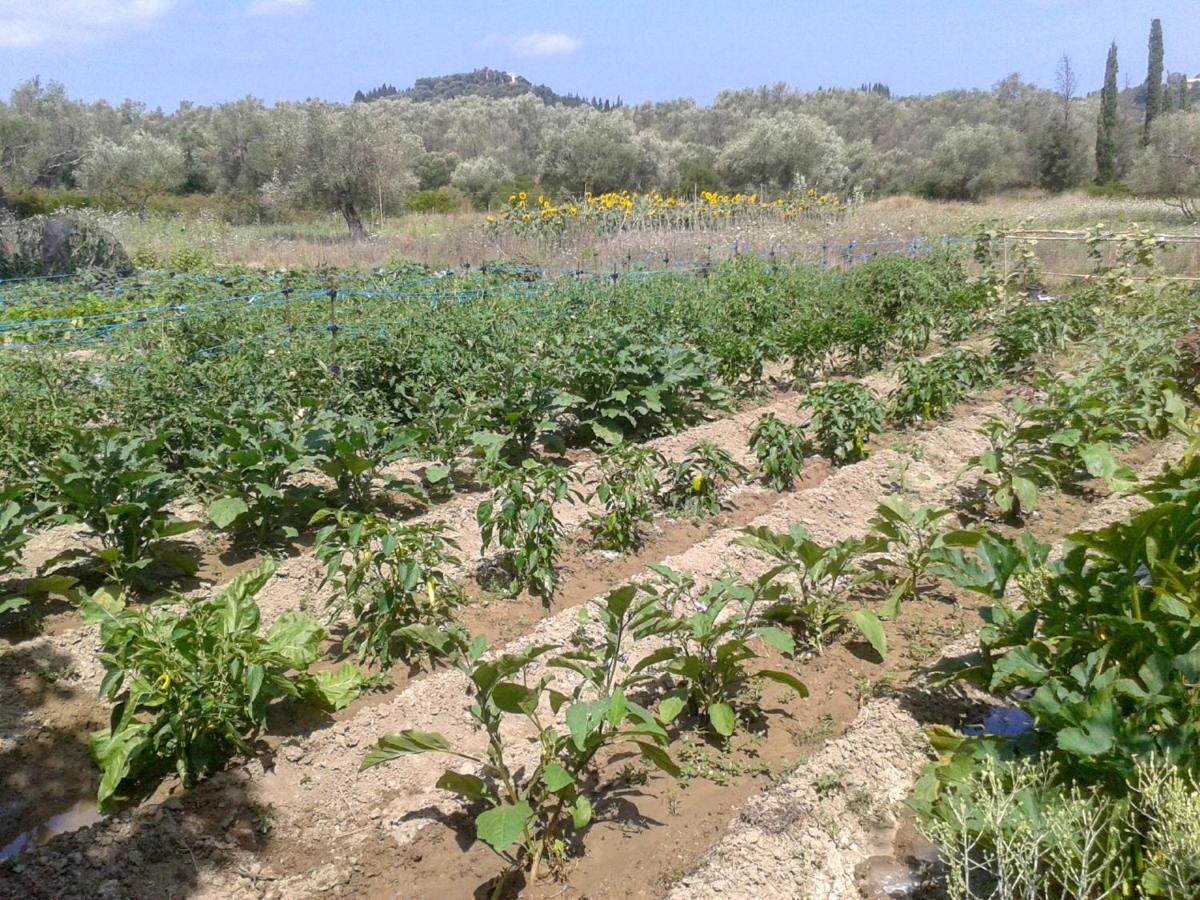 Aroggia Farm Villa Xanthátai Eksteriør bilde