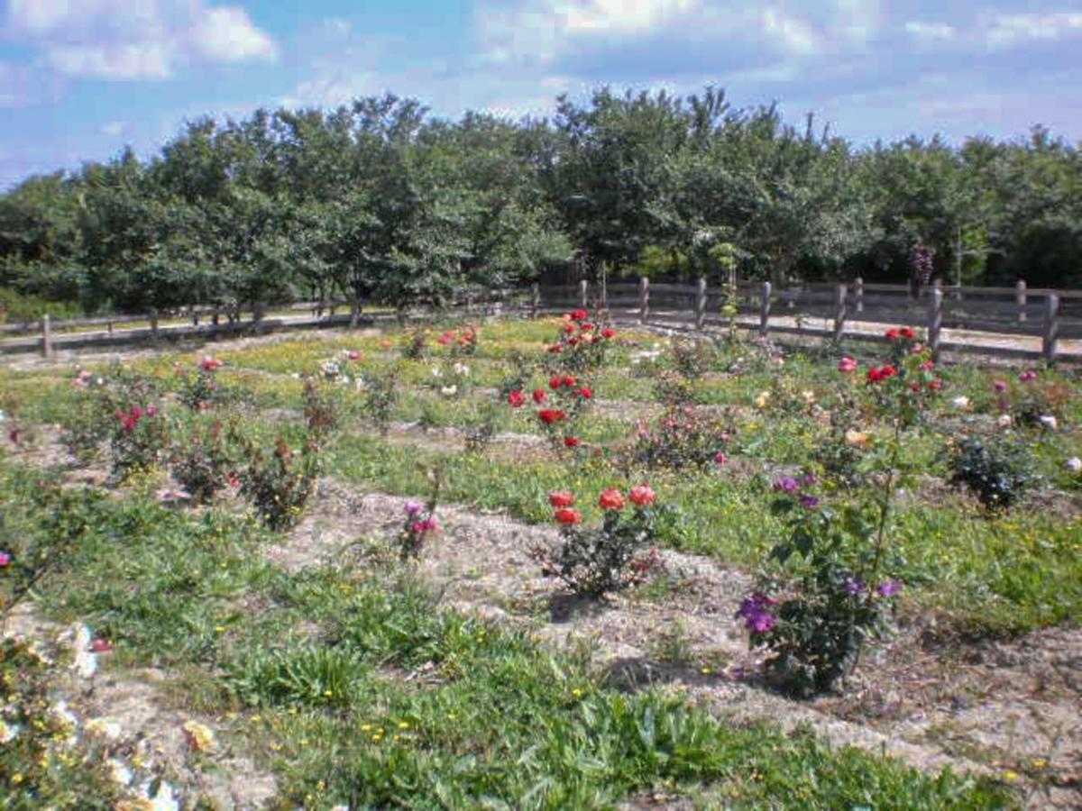 Aroggia Farm Villa Xanthátai Eksteriør bilde